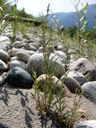 deutsche tamariske (myricaria germanica), jungpflanzen, junge weiden (salix sp.) im hintergrund || foto details: 2007-08-02, inn river, telfs, austria, Sony F828. keywords: tamaricaceae, rispelstrauch