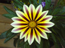 gazania (cichorioideae)