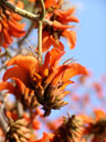 korallenbaum (erythrina sp.) || foto details: 2007-08-31, windhoek, namibia, Sony F828. keywords: orange, blue, flowers