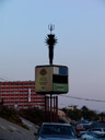 a cell phone tower camouflaged as a palm tree. 2007-08-31, Sony F828.