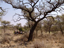 botanical stop - prof. bortenschlager talks about the vegetation