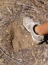 kudu footprint ((tragelaphus strepsiceros). 2007-09-01, Sony F828.