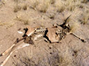 close by: a dead ...kudu?. 2007-09-01, Sony F828.