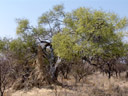termite mound. 2007-09-01, Sony F828.