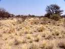 dry grassland. 2007-09-01, Sony F828.