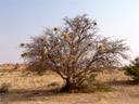 a tree with weaver birds' nests. 2007-09-01, Sony F828. keywords: passeriformes, Ploceidae, weaver finches, weaver finch, weaver bird, weaver birds