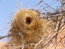 weaver birds' nest. 2007-09-01, Sony F828. keywords: passeriformes, ploceidae, weaver finches, weaver finch, weaver bird, weaver birds