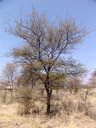 umbrella thorn acacia (acacia tortilis), habitus