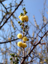 candle thorn acacia (acacia hebeclada), flowers. 2007-09-01, Sony F828. keywords: trassiebos