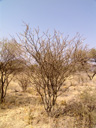 blackthorn acacia (acacia mellifera), habitus. 2007-09-01, Sony F828. keywords: swaarthaak