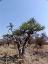shepherd's tree (boscia albitrunca), habitus. 2007-09-01, Sony F828. keywords: witgatboom, matoppie, capparaceae
