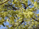 shepherd's tree (boscia albitrunca), flowers. 2007-09-01, Sony F828. keywords: witgatboom, matoppie, capparaceae