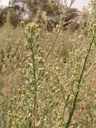 stinkbush (pechuel-loeschea leubnitziae), detail. 2007-09-01, Sony F828. keywords: piptocarpha leubnitziae, pluchea leubnitziae, bitterbusch, dumba, oshizimba, edimba, autsi!khanneb, bitteros, edimba lendume, omadimba mandume, bitterossie, wild sage