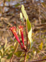 tapinanthus oleifolius (a half-parasitic shrub), flowers. 2007-09-01, Sony F828. keywords: loranthaceae, lighting matches, mistletoe, voëlent, vuurhoutjie, boletswa, nzunzu