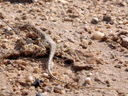 anchieta's dune lizard (aporosaurus anchieta). 2007-09-02, Sony F828.