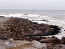 the cape fur seal (arctocephalus pusillus ssp. pusillus) colony at cape cross. 2007-09-02, Sony F828. keywords: kaap kruis, kreuzkap