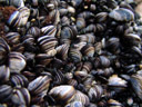 black-and-white mussles