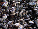 black-and-white mussles. 2007-09-02, Sony F828.