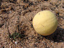 namib tsamma (citrullus ecirrhosus) with fruit (no kidding!). 2007-09-02, Sony F828. keywords: wüsten tsammas, namid tsamma, woestyntsamma, tsamas