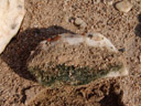 quartzsteine in wüstengebieten bieten lebensraum für grünalgen || foto details: 2007-09-02, namibia, Sony F828.