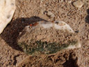 quartz pebbles and stones are a refuge for green algae in deserts. 2007-09-02, Sony F828.