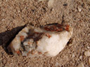quartzsteine in wüstengebieten bieten lebensraum für grünalgen || foto details: 2007-09-02, namibia, Sony F828.