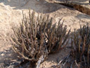 kleinia longiflora, eine sukkulente asteraceae! (habitus) || foto details: 2007-09-02, namibia, Sony F828.