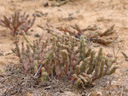 brownanthus sp.? || foto details: 2007-09-02, near cape cross, namibia, Sony F828.