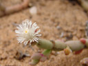 brownanthus sp.? blüte || foto details: 2007-09-02, near cape cross, namibia, Sony F828.