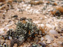 xanthomaculina convoluta, die wanderflechte || foto details: 2007-09-02, near cape cross, namibia, Sony F828.