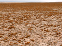 flechtenwüste mit teloschistes capensis || foto details: 2007-09-02, near cape cross, namibia, Sony F828.