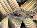 the two (slashed) leaves of welwitschia mirabilis. 2007-09-03, Sony F828. keywords: welwitschiaceae, welwitschia mirabilis