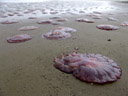 giant jellyfish. 2007-09-03, Sony F828.