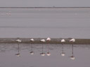 greater flamingos (phoenicopterus roseus) - young ones are black-and-white. 2007-09-03, Sony F828.