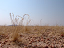 vertrocknetes gras in der namib || foto details: 2007-09-04, namibia, Sony F828.