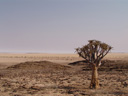 lonesome quiver tree (aloe dichotoma)