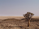 lonesome quiver tree (aloe dichotoma). 2007-09-04, Sony F828. keywords: asphodelaceae