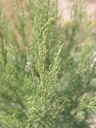 tamariske (tamarix usneoides), detail || foto details: 2007-09-04, kuiseb pass, namibia, Sony F828. keywords: kueseb canyon, kueseb pass, tamaricaceae