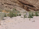 der kuiseb-fluss mit tamarisken (tamarix usneoides) || foto details: 2007-09-04, kuiseb pass, namibia, Sony F828. keywords: kueseb canyon, kueseb pass, tamaricaceae