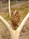 fruit of jimson weed (datura stramonium)