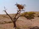 sociable weaver nest (philetarius socius, ploceidae) on an acacia