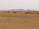 ...weniger bäume, mehr gras... || foto details: 2007-09-04, namibia, Sony F828. keywords: savannah, graslandschaft, savanne, savannah, grass savannah, grassavanne