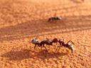 namib dünen-ameise (camponotus detritus) || foto details: 2007-09-04, elim dune, sesriem, namibia, Sony F828. keywords: formicidae, formicinae, riesenameise, camponotus detrius