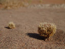 überbleibsel aus feuchteren zeiten - überreste einer graspflanze || foto details: 2007-09-05, sossusvlei, namibia, Sony F828.