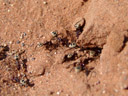 namib dune ants (camponotus detritus) are cleaning up their lair. 2007-09-05, Sony F828.