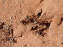 namib dünen-ameisen (camponotus detritus) säubern ihren bau || foto details: 2007-09-05, sossusvlei, namibia, Sony F828.