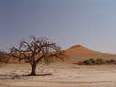 a dead tree in the sossusvlei salt pan