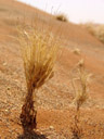 vertrocknetes gras || foto details: 2007-09-05, sossusvlei, namibia, Sony F828.