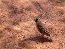 spatzenartige vögel, die ständig quietsch-stofftier-geräusche von sich gaben || foto details: 2007-09-05, sesriem, namibia, Pentax W20. keywords: sesriem restcamp