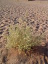 hermannia minimifolia, habitus || foto details: 2007-09-05, dune 45, sossusvlei, namibia, Sony F828. keywords: sterculiaceae